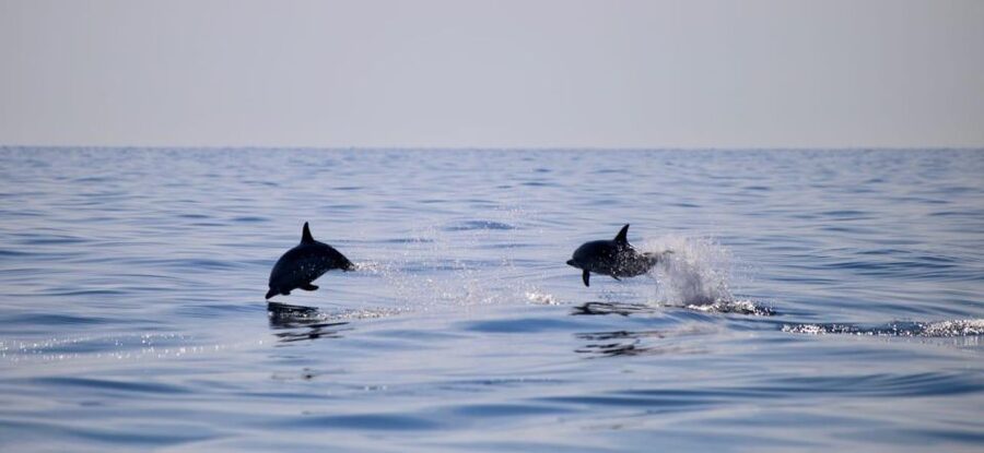 Taormina Coast Tour and Searching Dolphins - The return cruise: Etna and Monte Tauro from the sea