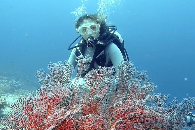 Taormina Scuba Diving Experience - Price and Value: Is $163.39 for 3 Hours Worth It?