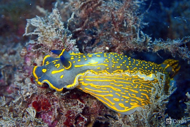 Taormina Scuba Diving Experience - What You Learn Before You Go Underwater (And Why That Matters)
