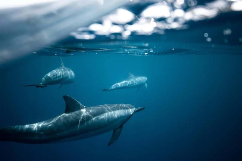 Taormina: Sunset Boat Tour with Dolphin Watching & Aperitif - The Isola Bella swim and snorkel stop in clear water