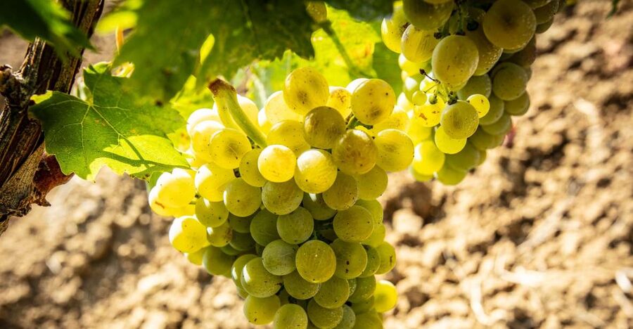 Tour and Premium wine tasting at Duca di Salaparuta - Key highlights before you go