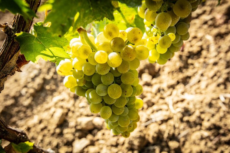 Tour and Premium wine tasting at Duca di Salaparuta - The state-of-the-art tasting room: your guided sensory flight
