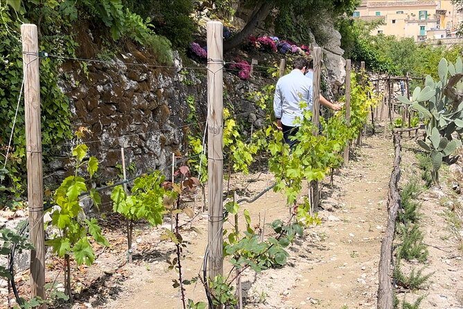Tour in the heady scents of our garden in Ragusa - A fragrant hillside garden in Ragusa: what to expect