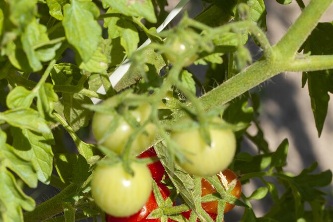 Tour in the heady scents of our garden in Ragusa - The hands-on finale: composing your own aromatic plant