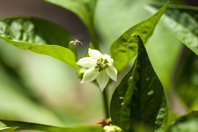 Tour in the heady scents of our garden in Ragusa - Practical tips so your visit goes smoothly