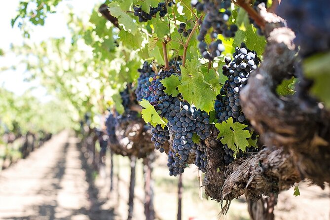 Tour of the Etna cellars, typical lunch and wine tasting - From Taormina morning pickup to Alcantara first stop