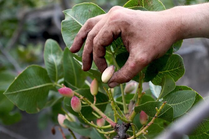 tour with tasting in the Bronte pistachio plantations - Key Highlights You’ll Actually Care About