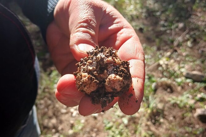Truffle hunting in the Sicani mountains: a unique experience in Sicily - Key Things That Make This Truffle Hunt Worth Your Time