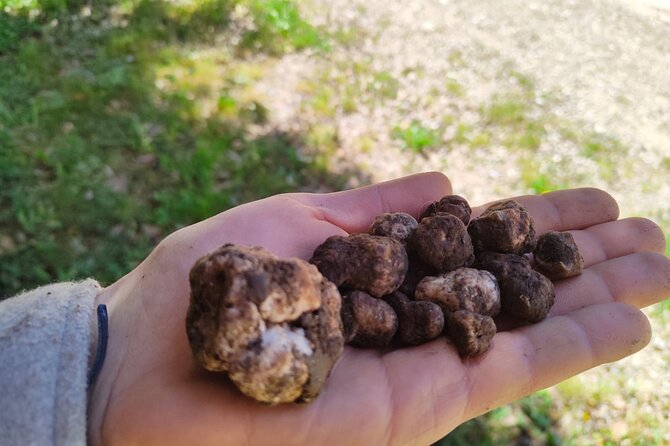 Truffle hunting in the Sicani mountains: a unique experience in Sicily - Sicani Mountains Truffle Hunting, Where the Dog Leads