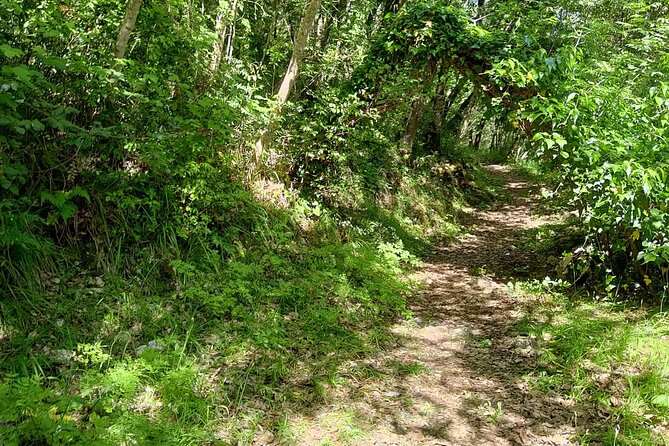 Truffle hunting in the Sicani mountains: a unique experience in Sicily - Price and Value at About $119.27 for 3 Hours