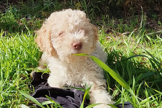 Truffle hunting in the Sicani mountains: a unique experience in Sicily - Meeting Point, English Support, and What to Expect on Arrival