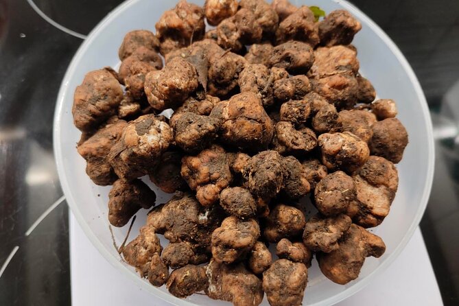 Truffle hunting in the Sicani mountains: a unique experience in Sicily - Monte Cammarata Stop: Hills, Woods, and a First Find Moment