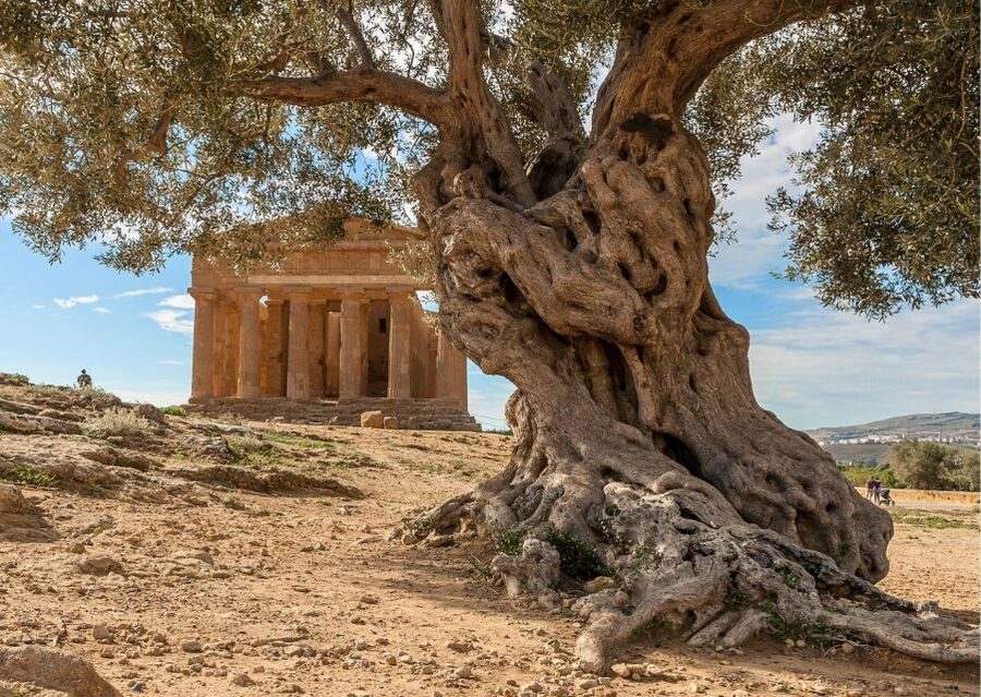 Valley of the Temples and Villa Romana Multi-Language Tour - Should you book the Valley of the Temples and Villa Romana Multi-Language Tour?