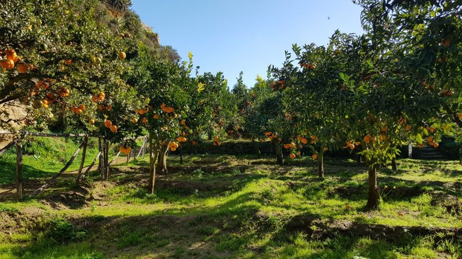 Valley of the Temples: Kolymbethra Garden Entry Ticket - What you’ll see above ground: citrus shade, olive trees, and water soundtracks