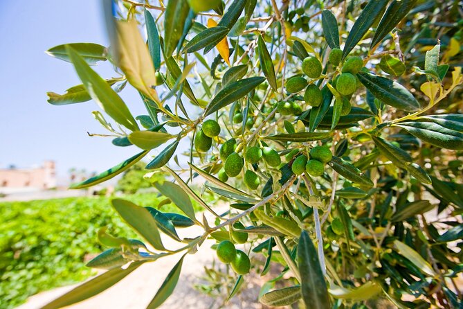 Visit and Private Tasting of EVO Oil and Organic Wine - Key highlights worth knowing