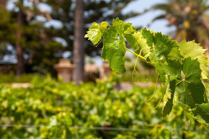 Visit and Private Tasting of EVO Oil and Organic Wine - The 18th-century walk plus baronial garden: how the tour sets your senses up
