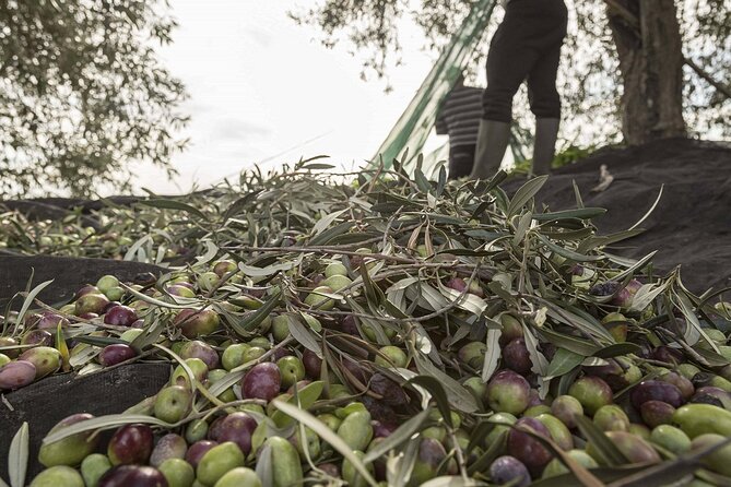 Visit to the olive grove, oil tasting and lunch at the farm - Where you start: Terra Surti meeting point in Sortino