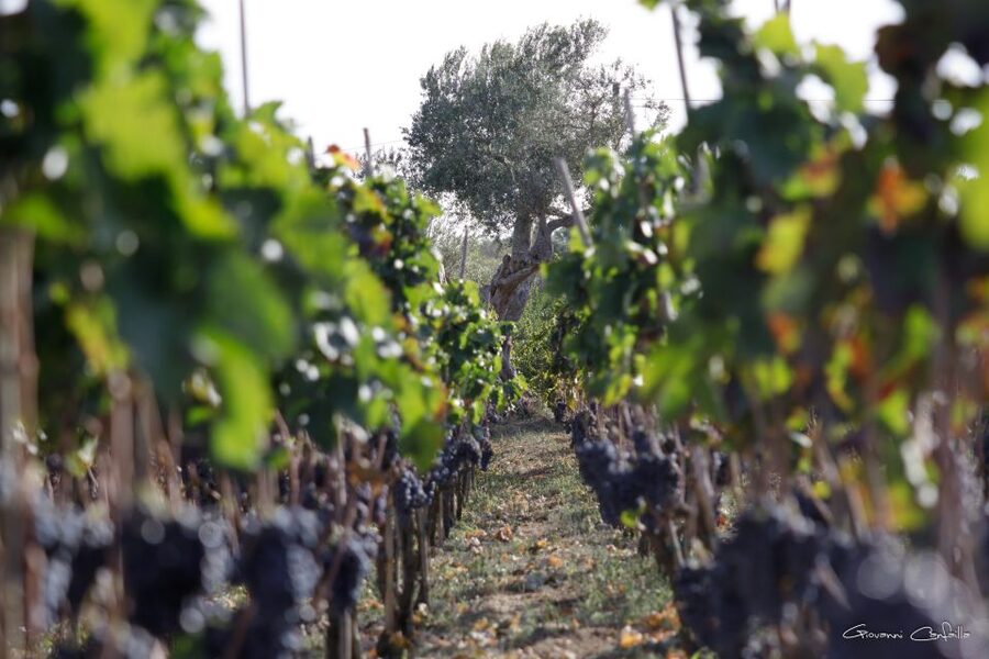 Walk among the rows of vineyards and wine tasting - Cellar tour at Barbadoro: connecting production to the glass
