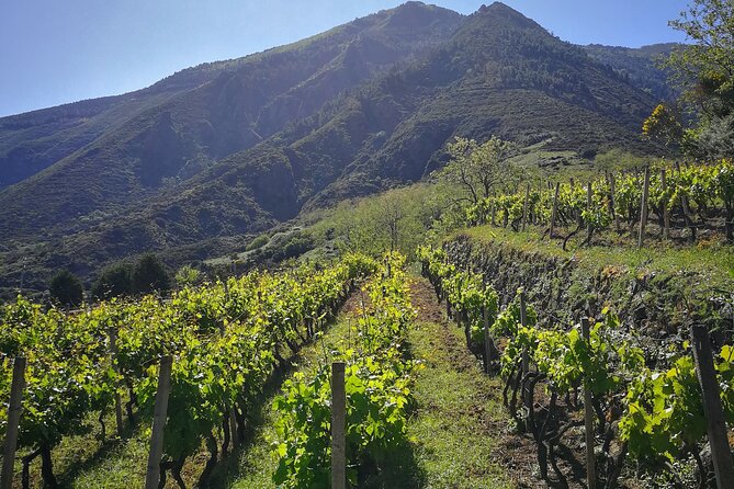Walk through vineyards, breathtaking views and flavors of Salina - The Vineyard Walk: Views, Scents, and Farming You Can Actually See
