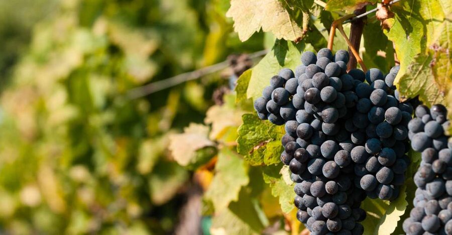 Wine Tasting and Typical Tastings in the Val di Noto - Key highlights at a glance