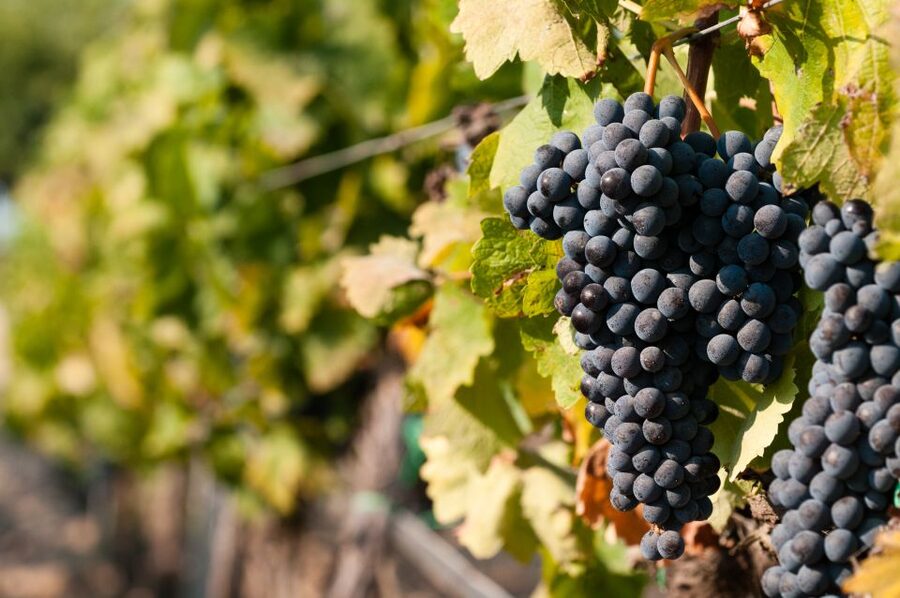 Wine Tasting and Typical Tastings in the Val di Noto - Vineyards and winery visit: seeing the source of the taste