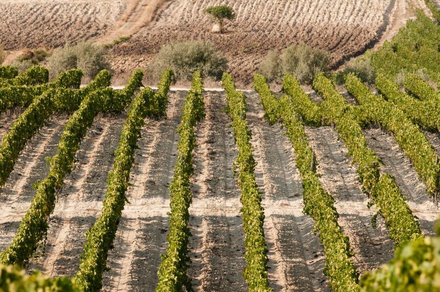 Wine Tasting and Typical Tastings in the Val di Noto - Who this tour fits best (and who should choose differently)