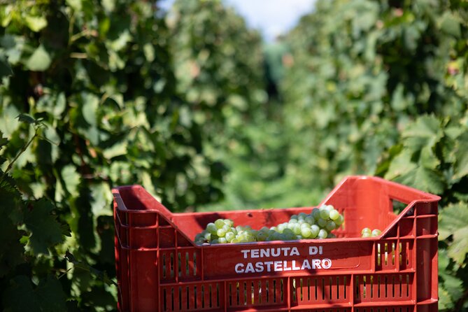 Wine tasting THE CLASSICS - Price and value: what $60.49 buys you