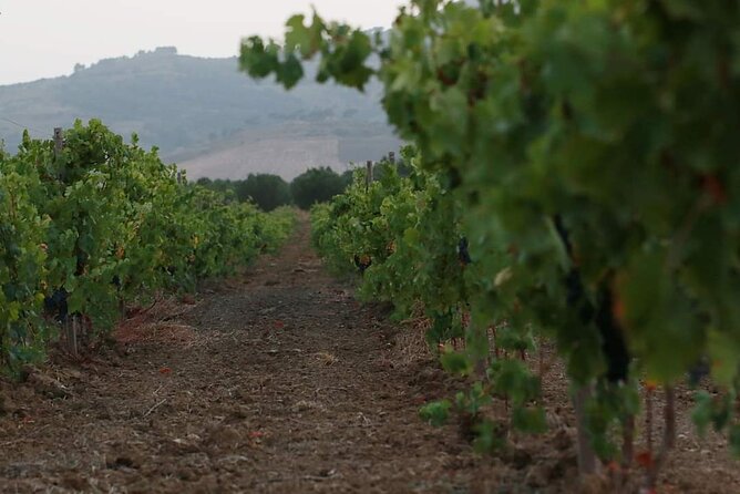 Wine Tour in the historic Baglio Florio Adamo with Lunch - Logistics that keep your day from getting messy