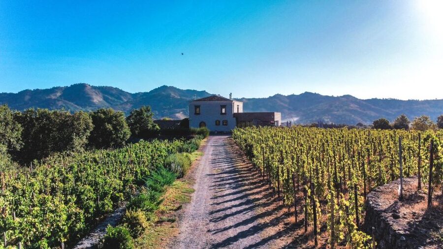 Wine tour with wine tasting - Etna’s vineyard walk is the real starting point