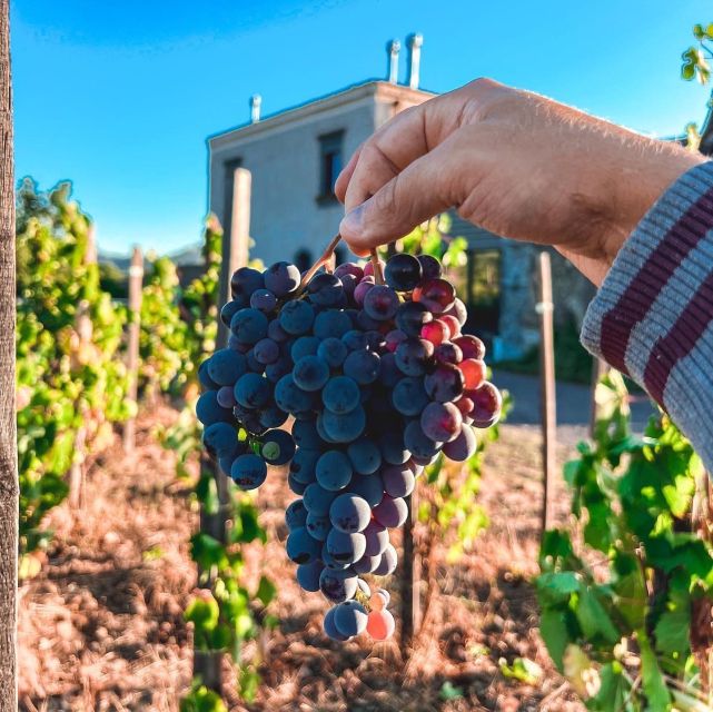 Wine tour with wine tasting - Vineyard stroll (about 75 minutes): the part you should not rush