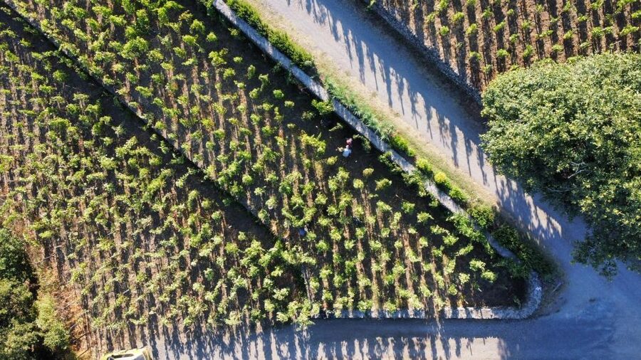 Wine tour with wine tasting - The old Palmento stop: where the past becomes part of the tasting