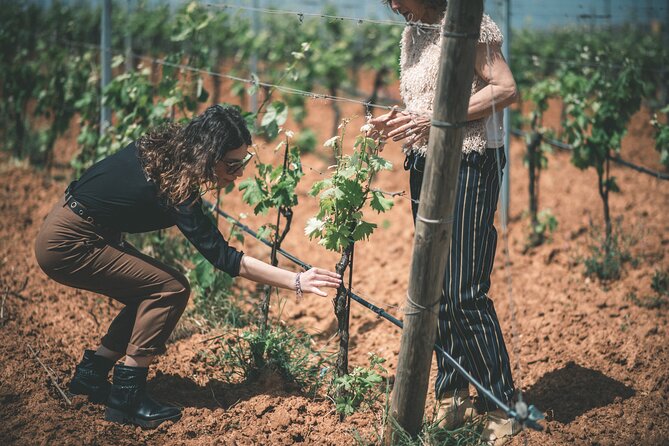 Wines and typical products in the lands of Frederick II - Frederick II country, and why the hills matter for wine